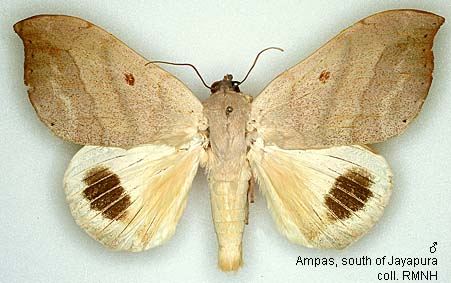 Papua Insects Foundation (Lepidoptera/Erebidae/Erebinae/Ophiusini ...